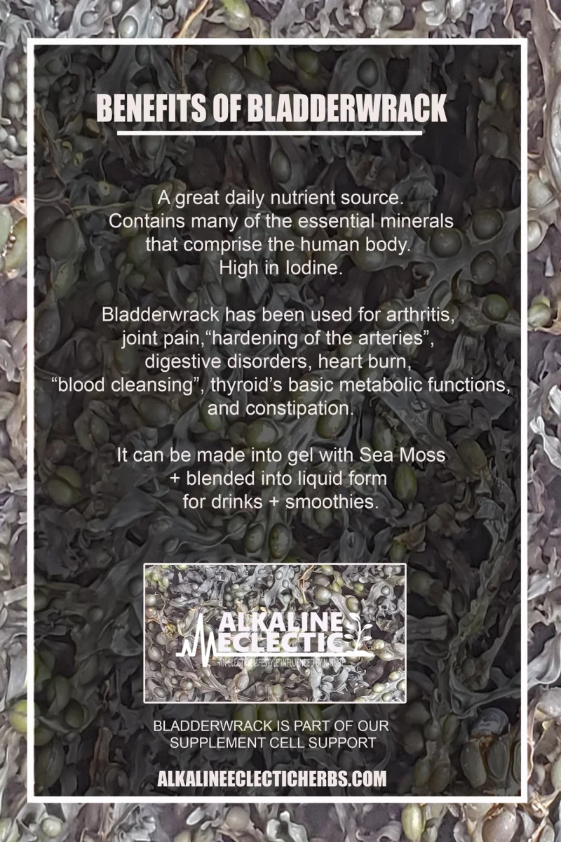 Benefits of Bladderwrack | Alkaline Eclectic Herbs