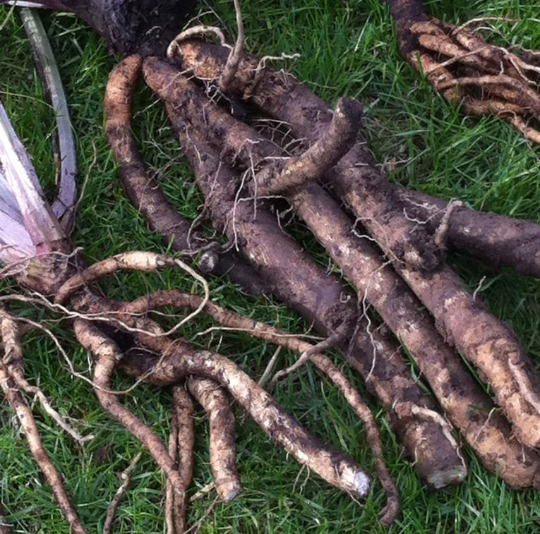 Burdock root