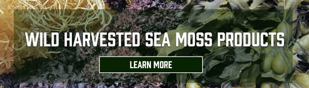 Exploring the Nutritional Powerhouse: Unraveling the Wonders of Honduras Sea Moss.