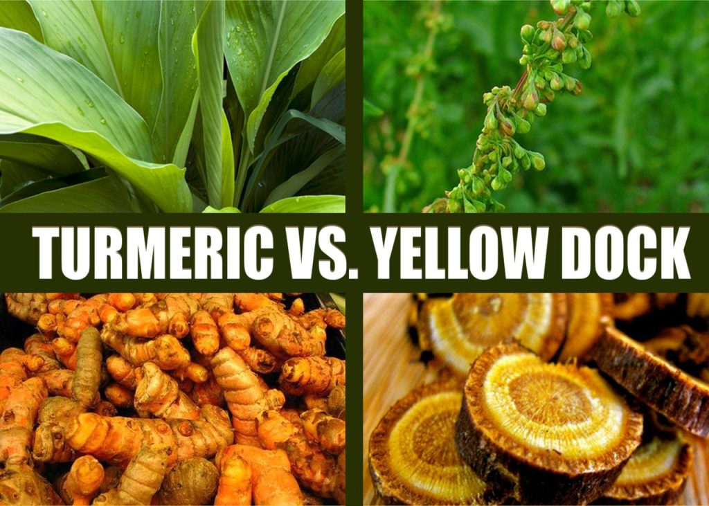 Alkaline Eclectic Herbs: Turmeric vs Yellowdock
