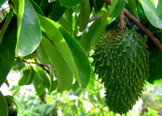 Unlocking the Healing Potential of Soursop: The Benefits of Soursop Leaf Tea
